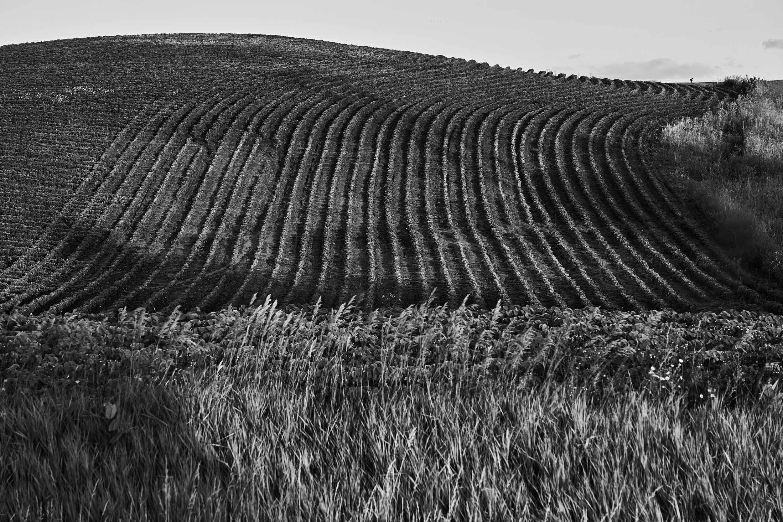 _DSC16458